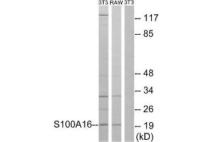 Western blot analysis of extracts from 3T3 cells and RAW264. (S100A16 Antikörper  (Internal Region))