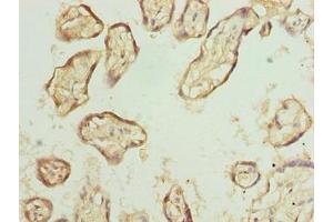 Immunohistochemistry of paraffin-embedded human placenta tissue using ABIN7152281 at dilution of 1:100 (EXOSC1 Antikörper  (AA 9-195))