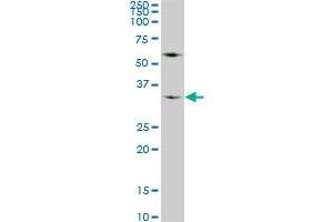 Western Blotting (WB) image for anti-WD Repeat Domain 5 (WDR5) (AA 16-120) antibody (ABIN524503)