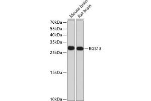 Western blot analysis of extracts of various cell lines, using RGS13 antibody (ABIN6131953, ABIN6146915, ABIN6146916 and ABIN6214144) at 1:1000 dilution. (RGS13 Antikörper  (AA 1-159))