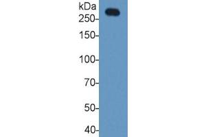 Western Blotting (WB) image for Laminin, alpha 1 (LAMA1) ELISA Kit (ABIN6574168)