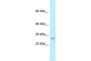 WB Suggested Anti-Fam176b Antibody Titration: 1. (EVA1B Antikörper  (Middle Region))