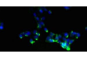 Immunofluorescent analysis of 293 cells using ABIN7161118 at dilution of 1:100 and Alexa Fluor 488-congugated AffiniPure Goat Anti-Rabbit IgG(H+L)