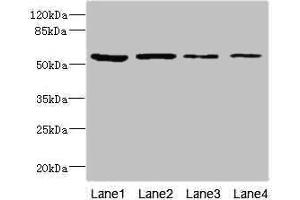 Western blot All lanes: EDIL3 antibody at 3. (EDIL3 Antikörper  (AA 60-300))