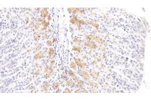 Detection of FGF21 in Mouse Stomach Tissue using Polyclonal Antibody to Fibroblast Growth Factor 21 (FGF21) (FGF21 Antikörper  (AA 29-209))