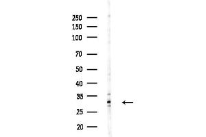 anti-SAP Domain Containing Ribonucleoprotein (SARNP) (Internal Region) antibody