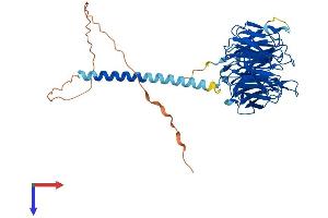 RRP9 Protein (AA 1-475) (His tag)