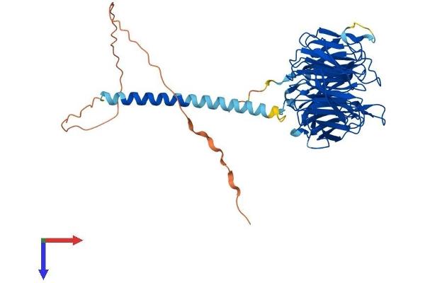 RRP9 Protein (AA 1-475) (His tag)