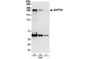 Western Blotting (WB) image for anti-Suppressor of Ty 6 Homolog (SUPT6H) (AA 1050-1100) antibody (ABIN7454521)