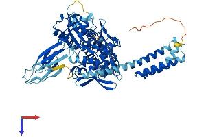 HSPA2 Protein (AA 1-633) (His tag)