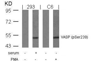 Western blot analysis of extracts from serum-treated 293 and PMA-treated C6 cells using VASP(Phospho-Ser239) Antibody.