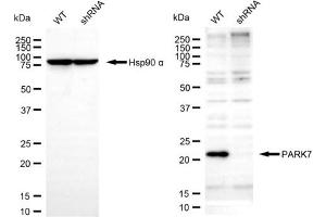 Western blotting analysis using PARK7 antibody (ABIN7799738). (PARK7/DJ1 Antikörper)