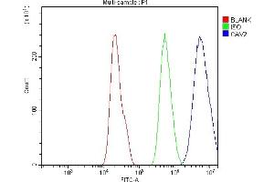 Flow Cytometry analysis of A549 cells using anti-Caveolin-2/CAV2 antibody (ABIN7601170).