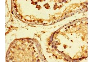 Immunohistochemistry of paraffin-embedded human testis tissue using ABIN7157230 at dilution of 1:100 (KANSL1 Antikörper  (AA 815-1086))