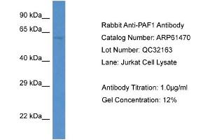 Western Blotting (WB) image for anti-Paf1, RNA Polymerase II Associated Factor, Homolog (PAF1) (C-Term) antibody (ABIN2788814)