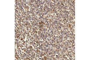 IHC analysis of RAB7/RAB7A using anti-RAB7/RAB7A antibody (ABIN7600597).