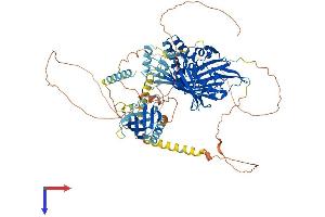 OSBPL8 Protein (AA 1-889) (His tag)