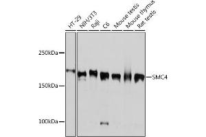 Western blot analysis of extracts of various cell lines, using SMC4 Rabbit mAb (ABIN7270618) at 1:1000 dilution. (SMC4 Antikörper)