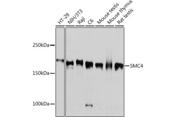 SMC4 anticorps