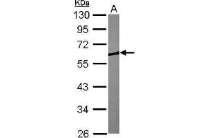 WB Image Sample (30 ug of whole cell lysate) A: NIH-3T3 10% SDS PAGE antibody diluted at 1:1000 (CORO1B Antikörper)