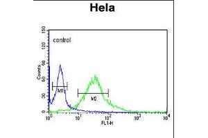 Flow cytometric analysis of Hela cells (right histogram) compared to a negative control cell (left histogram). (Fibromodulin Antikörper  (C-Term))