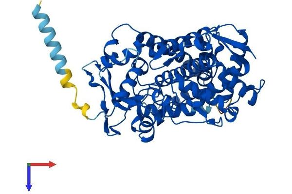 CYP2B6 Protein (AA 1-491) (His tag)