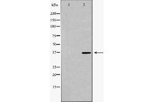 Western blot analysis of extracts of 193T , using PARD6A antibody. (PARD6A Antikörper  (N-Term))