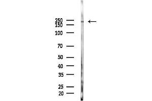 Western blot analysis of lysates from  cells(LPS 4h treatment), using ZE Antibody at 1/1000 dilution.