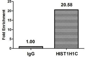 Chromatin Immunoprecipitation Hela (10 6 , treated with 30 mM sodium butyrate for 4h) were treated with Micrococcal Nuclease, sonicated, and immunoprecipitated with 5 μg anti-HIST1H1C (ABIN7139194) or a control normal rabbit IgG. (HIST1H1C Antikörper  (acLys74))