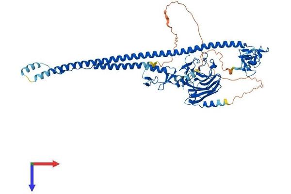 TRIM25 Protein (AA 1-634) (His tag)