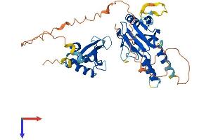 IRF8 Protein (AA 1-426) (His tag)