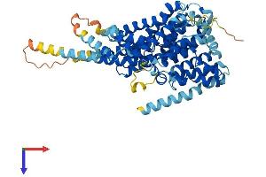 SLC13A5 Protein (AA 1-572) (His tag)