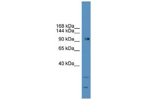WB Suggested Anti-GRM7 Antibody Titration: 0. (GRM7 Antikörper  (C-Term))