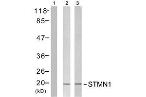 Western blot analysis of extracts from Jurkat cells untreated or treated with PMA (1ng/ml, 5min) or H 2 O 2 , using Stathmin 1 (Ab-15) antibody (E021227). (Stathmin 1 Antikörper)