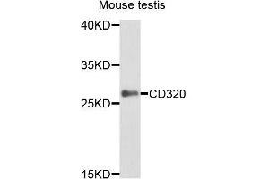 Western blot analysis of extracts of mouse testis, using CD320 antibody (ABIN5995829) at 1/1000 dilution. (CD320 Antikörper)