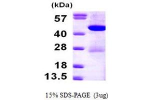 SDS-PAGE (SDS) image for 4-Hydroxyphenylpyruvate Dioxygenase (HPD) (AA 1-393) protein (His tag) (ABIN667829) (HPD Protein (AA 1-393) (His tag))