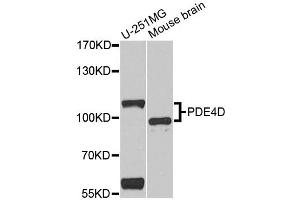 Western blot analysis of extracts of various cell lines, using PDE4D antibody. (PDE4D Antikörper)