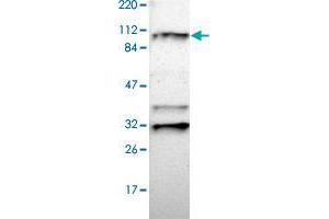 Western blot analysis of Human cell line RT-4 with RNF213 polyclonal antibody  at 1:100-1:250 dilution.