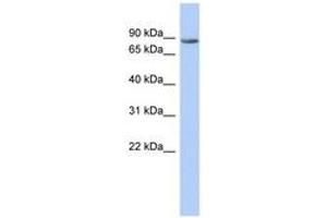 Image no. 1 for anti-Transmembrane and Tetratricopeptide Repeat Containing 1 (TMTC1) (AA 683-732) antibody (ABIN6743518) (TMTC1 Antikörper  (AA 683-732))