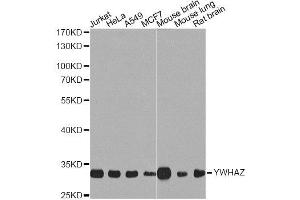 Western blot analysis of extracts of various cell lines, using YWHAZ Antibody. (14-3-3 zeta Antikörper  (C-Term))