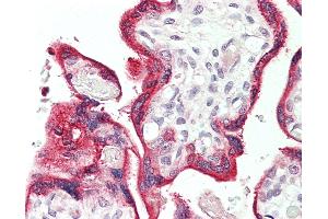 Anti-VOPP1 / ECOP antibody IHC staining of human placenta. (VOPP1 Antikörper)