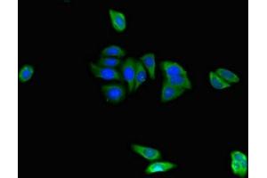 Immunofluorescent analysis of HepG2 cells using ABIN7152373 at dilution of 1:100 and Alexa Fluor 488-congugated AffiniPure Goat Anti-Rabbit IgG(H+L) (CAPZA1 Antikörper  (AA 211-252))