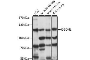 Western blot analysis of extracts of various cell lines, using OGDHL antibody (ABIN7269135) at 1:1000 dilution. (OGDHL Antikörper  (AA 1-110))