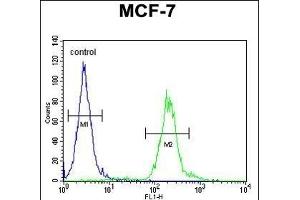 AVPI1 Antibody (N-term) (ABIN654463 and ABIN2844196) flow cytometric analysis of MCF-7 cells (right histogram) compared to a negative control cell (left histogram). (AVPI1 Antikörper  (N-Term))