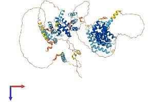 Nucleolar Protein with MIF4G Domain 1 (NOM1) (AA 1-860) protein (His tag)