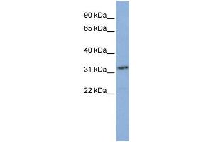 Western Blotting (WB) image for anti-Small Nuclear RNA Activating Complex, Polypeptide 2, 45kDa (SNAPC2) antibody (ABIN2457896) (SNAPC2 Antikörper)