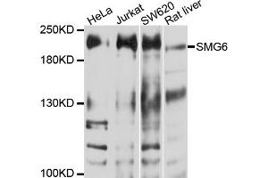 Western blot analysis of extracts of various cell lines, using SMG6 antibody (ABIN6003839) at 1/1000 dilution. (SMG6 Antikörper)