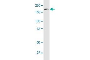 Western Blotting (WB) image for anti-Fms-Related Tyrosine Kinase 4 (FLT4) (AA 34-133) antibody (ABIN560929)