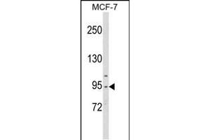 Western blot analysis of CDC5L Antibody in MCF-7 cell line lysates (35ug/lane)