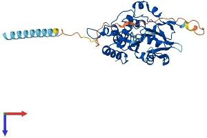 HS3ST5 Protein (AA 1-346) (His tag)